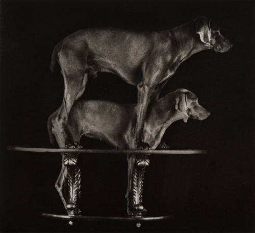 William Wegman