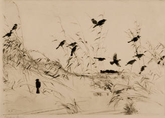 Blackbirds and Rushes