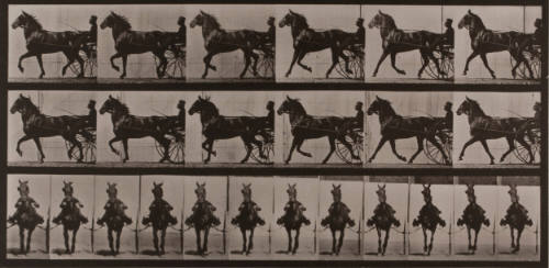 “Decorum” Trotting, harnessed to Sulky, from Animal Locomotion, plate 612