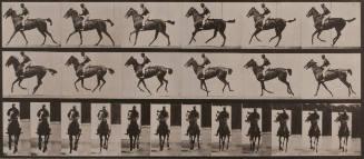 “Annie G.” Cantering, saddled, from Animal Locomotion, plate 621