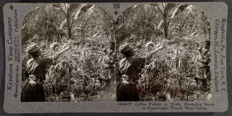 156 - Coffee Pickers at Work, Plantation Scene in Guadeloupe, French West Indies