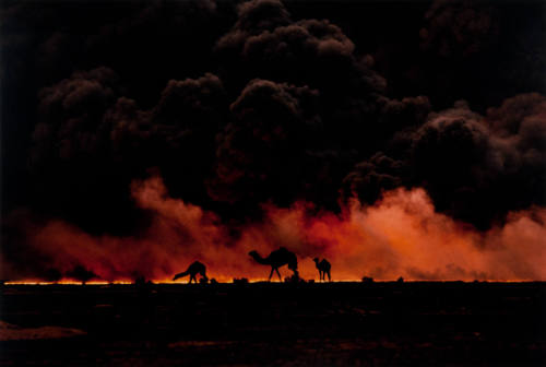 Camels in Burning Oilfield, Kuwait