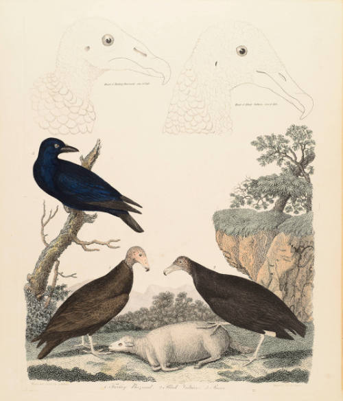 1. Turkey Buzzard. 2. Black Vulture. 3. Raven., plate 75 from Alexander Wilson, American ornithology; or The natural history of the birds of the United States, 1808–1829; specific volume unknown