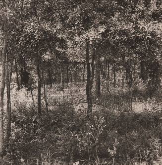 Untitled (Trees with Mattress Springs), from 10 x 10 Ten Women 10 Prints