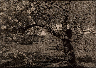 Spring in the Old Orchard